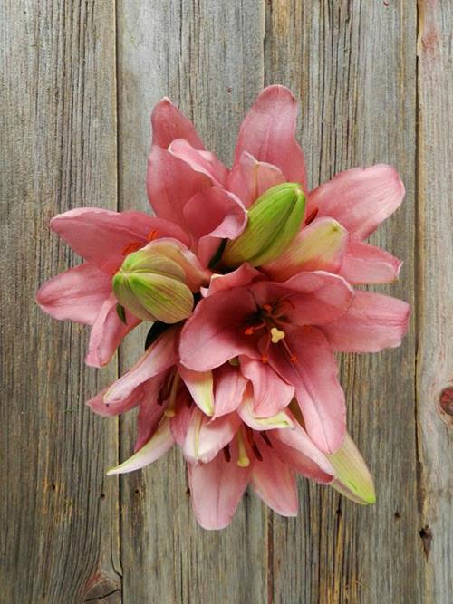 BRINDISI 3/S PINK L.A. HYBRID LILIES